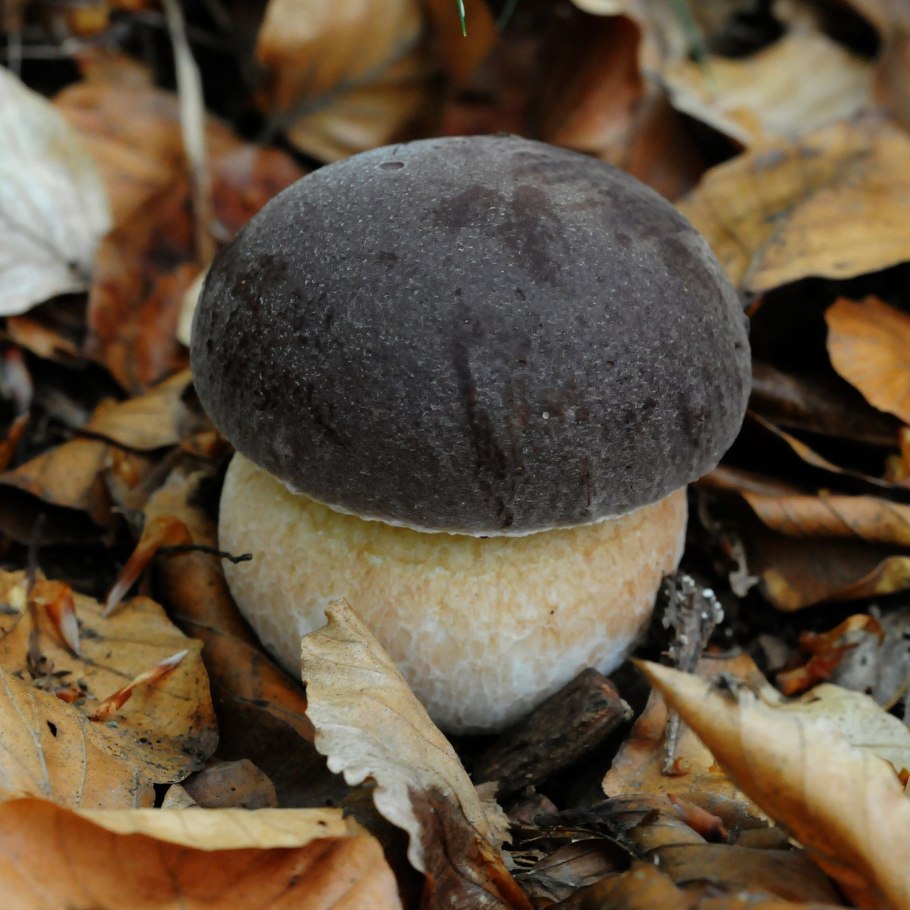 Boletus шляпка гриба
