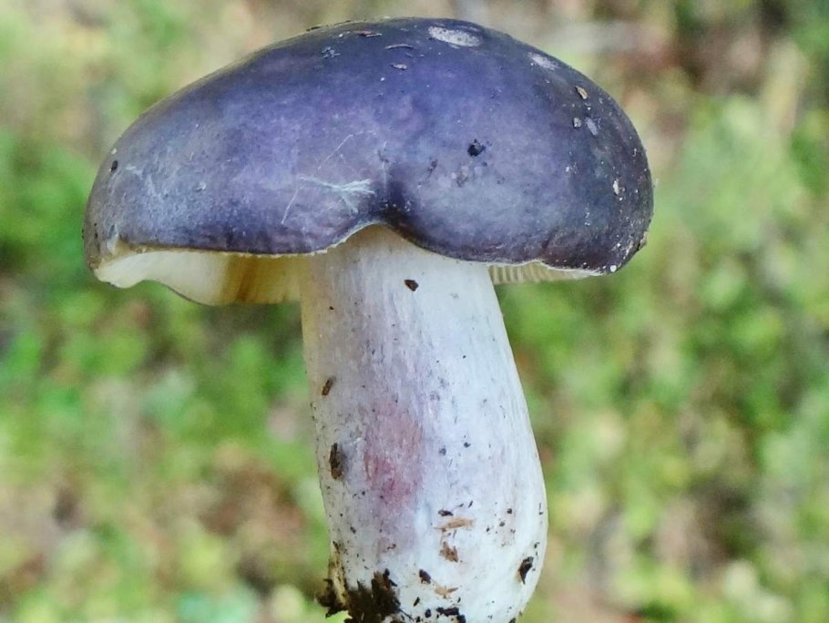 Russula azurea