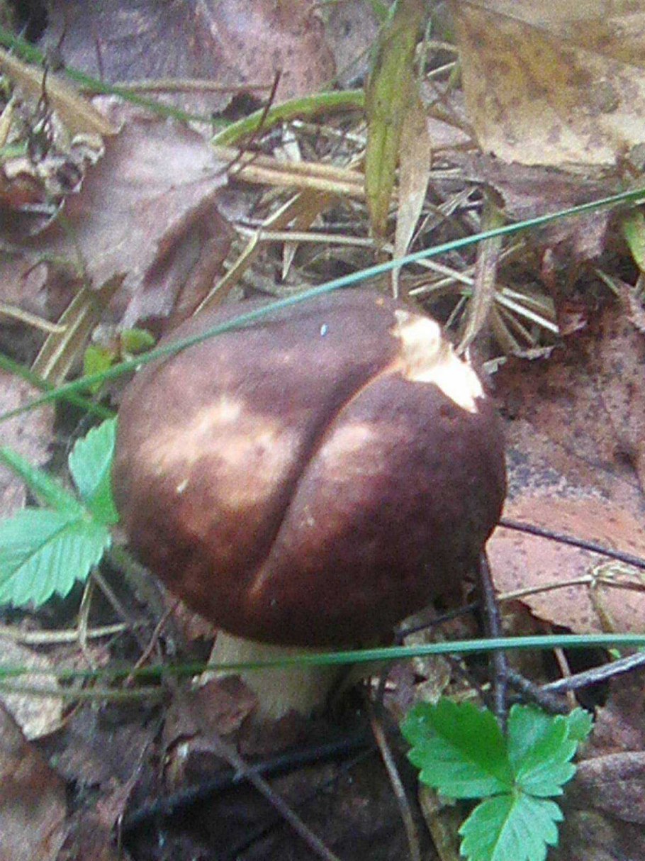 Гриб с темно коричневой шляпкой