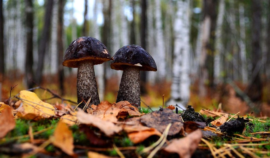 Подберезовик ХМАО