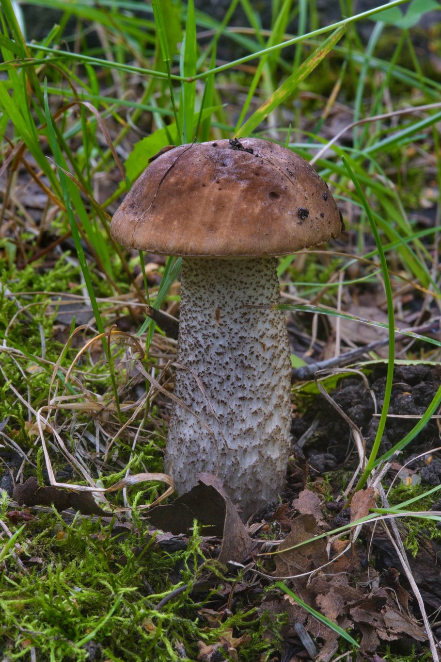 Подберёзовик жестковатый