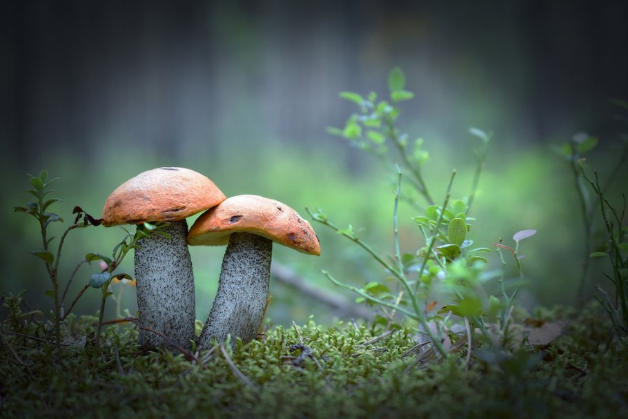 Подберёзовик твердоватый Leccinum duriusculum