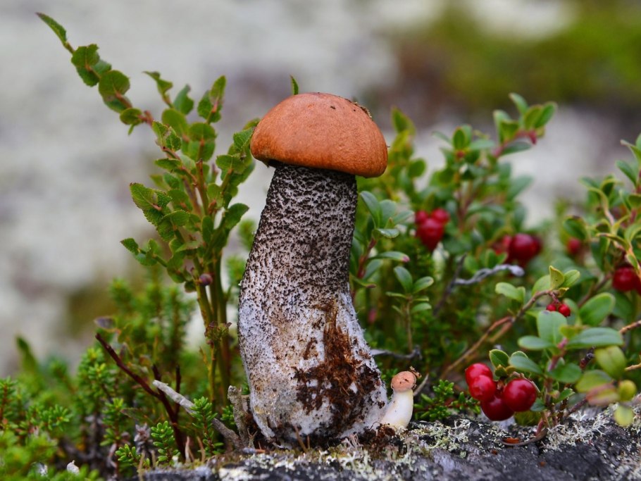 Футаж подосиновик