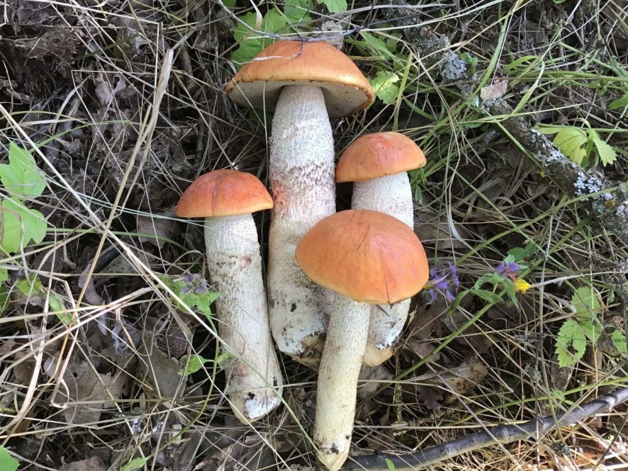 Лен область ауу,что у нас на сегодня с грибами в лесу ноябрь 2021года