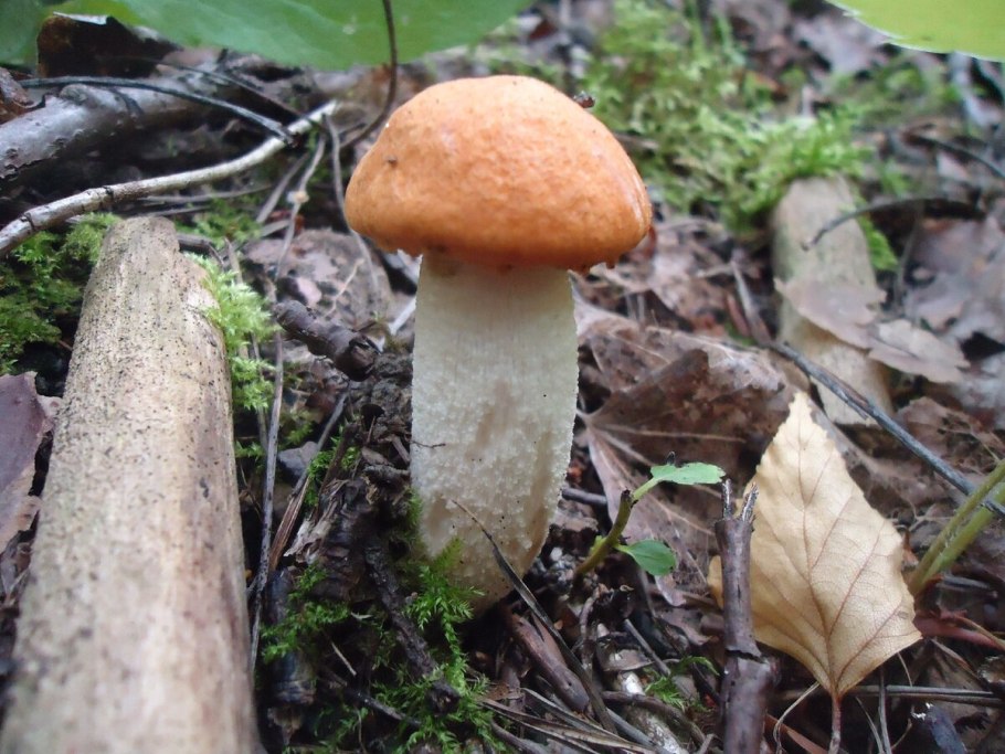 Гриб подосиновик