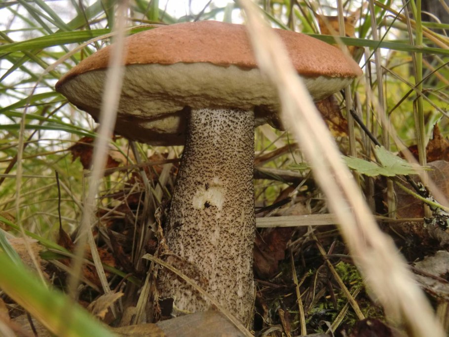 Подберёзовик обыкновенный