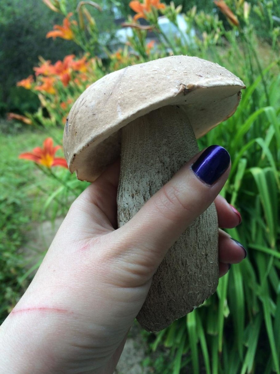 Подосиновик серебристый