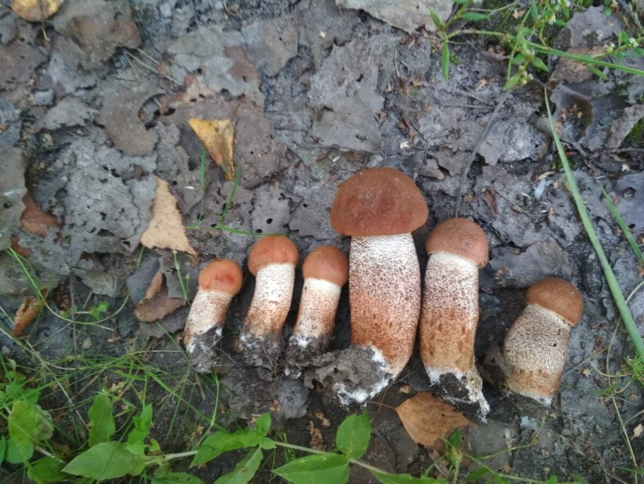 Подосиновики семейка