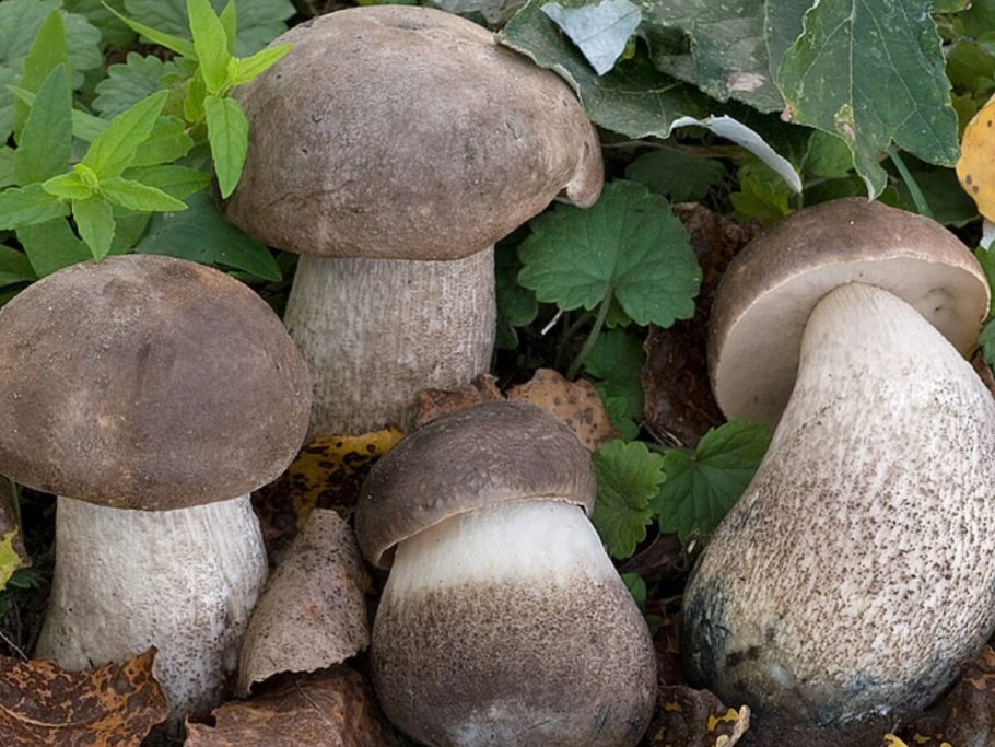 Подберёзовик жестковатый Leccinum duriusculum