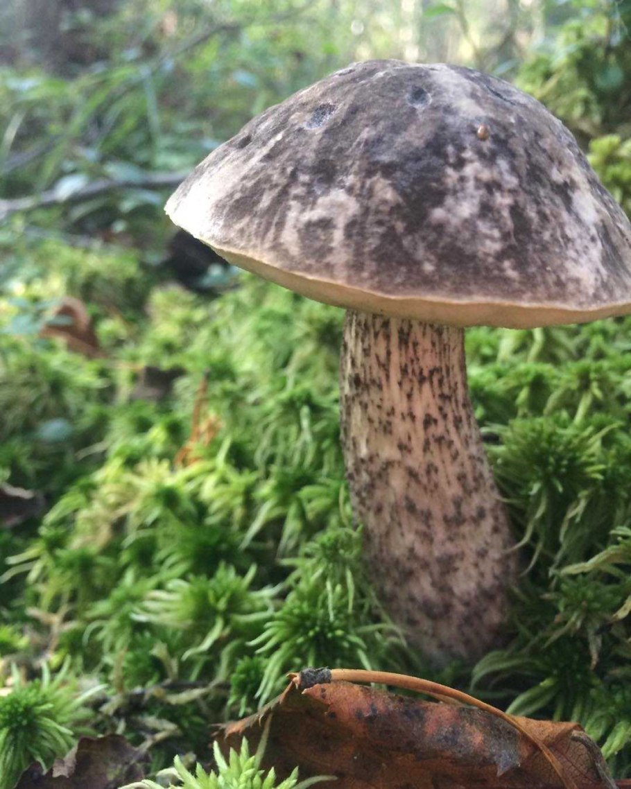 Обабок черный гриб