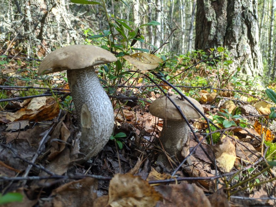 Подберезовик обыкновенный