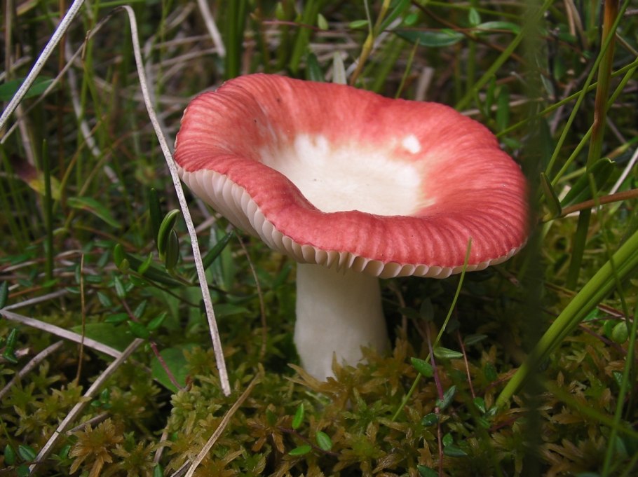 Сыроежка жгучеедкая (Russula emetica)