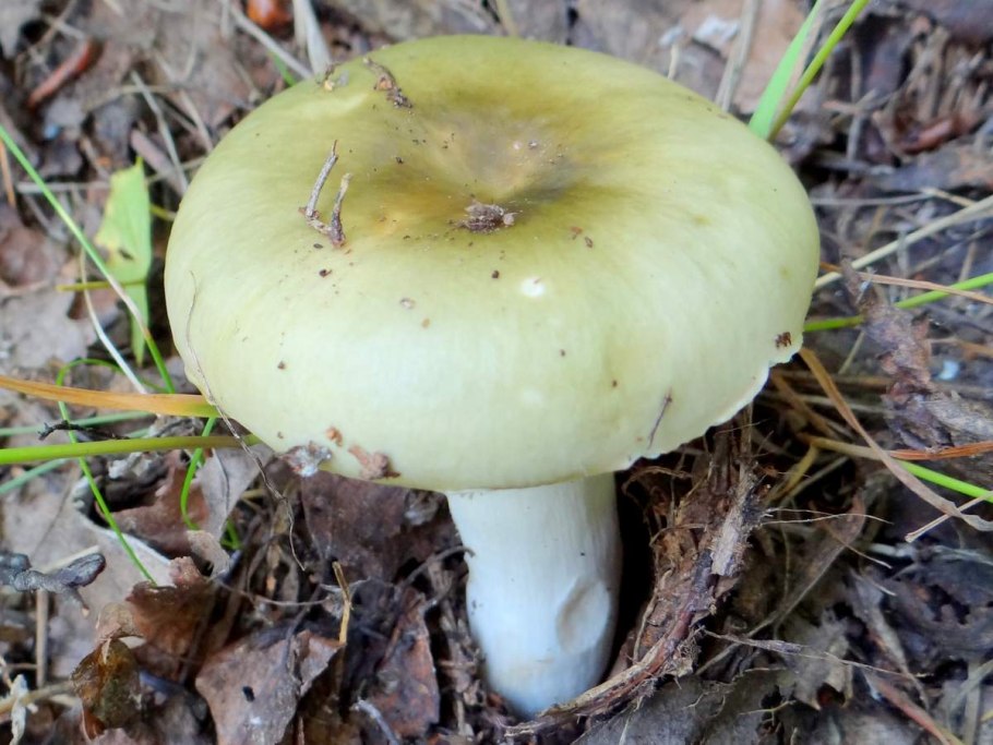 Russula aeruginea