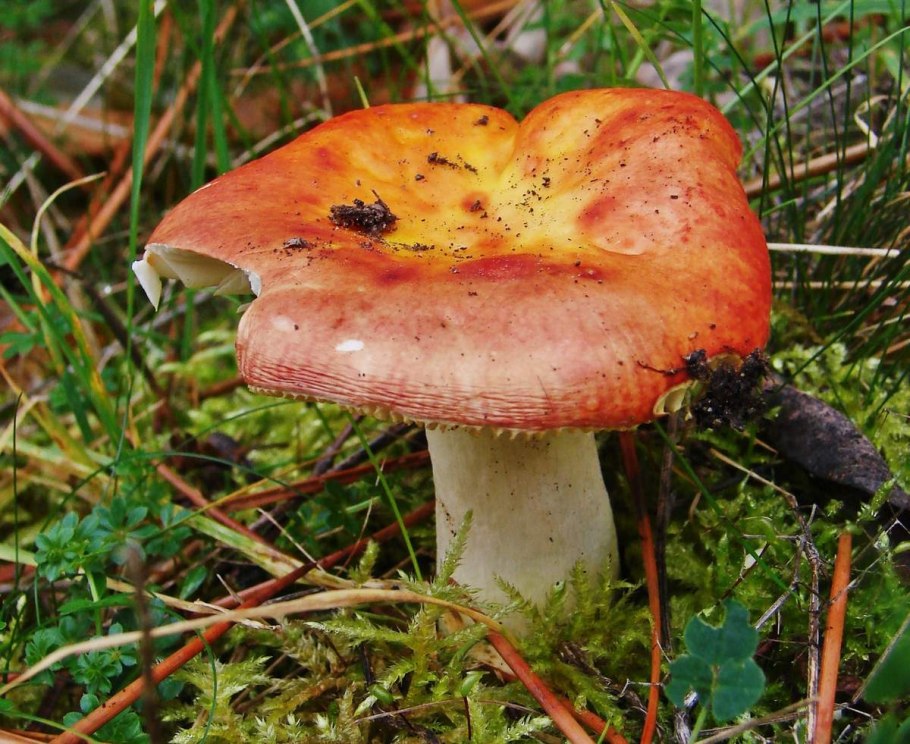 Сыроежка золотистая (Russula Aurea)