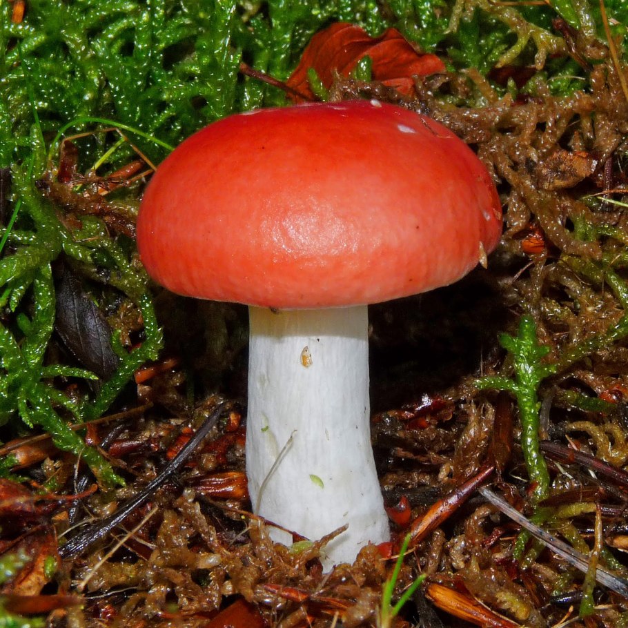 Сыроежка жгучеедкая (Russula emetica)