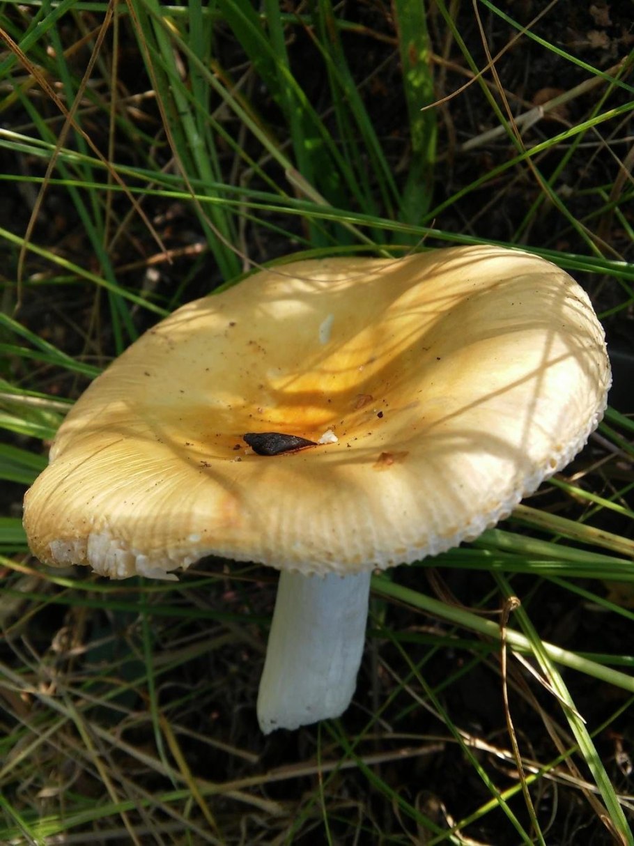 Russula claroflava