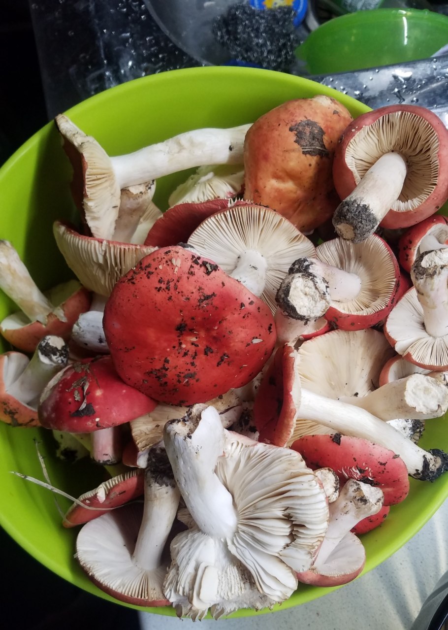 Сыроежка Боровая