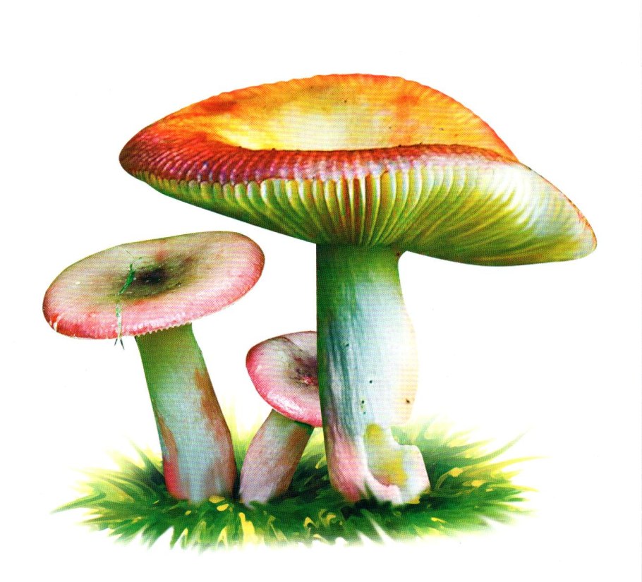 Рыжики сыроежки