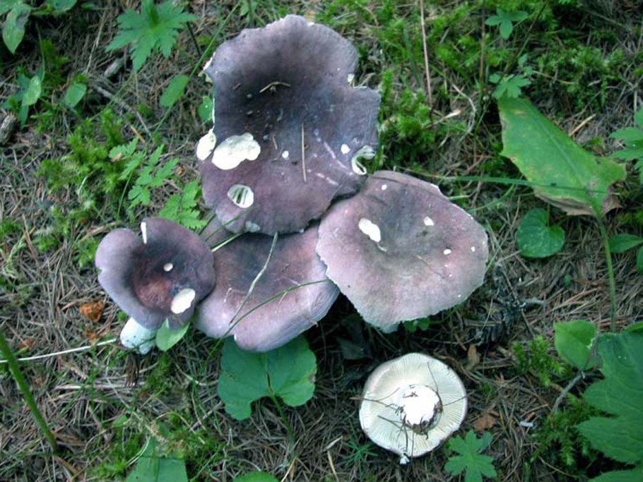 Russula azurea