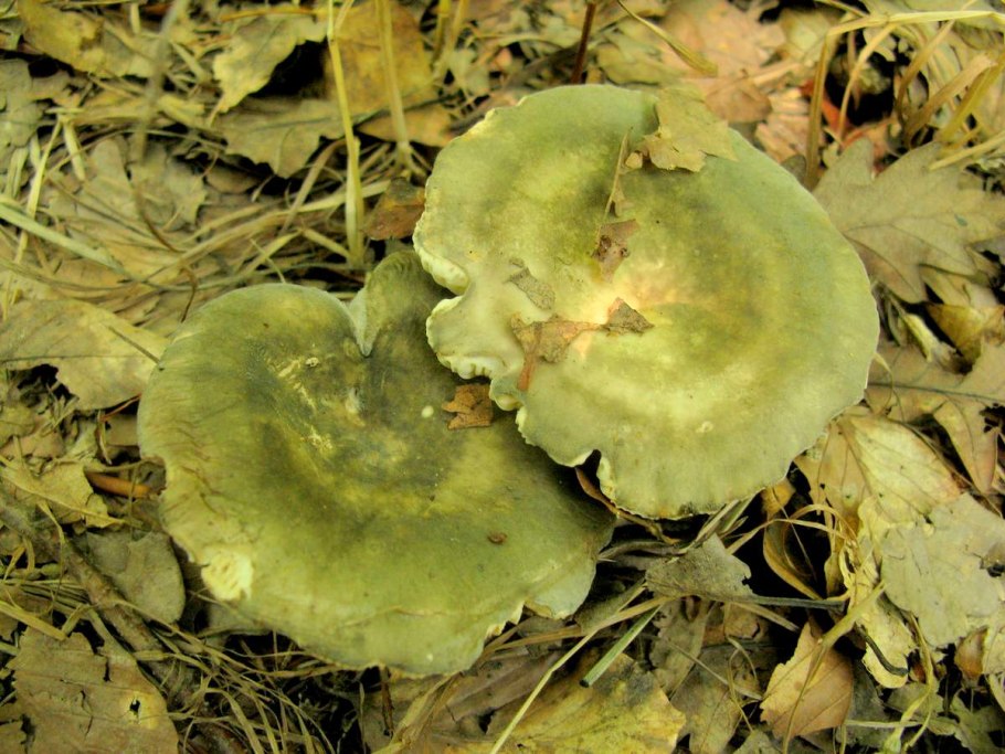 Сыроежка Чешуйчатая (Russula virescens)