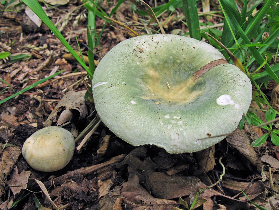 Сыроежка зеленоватая (russula virescens)