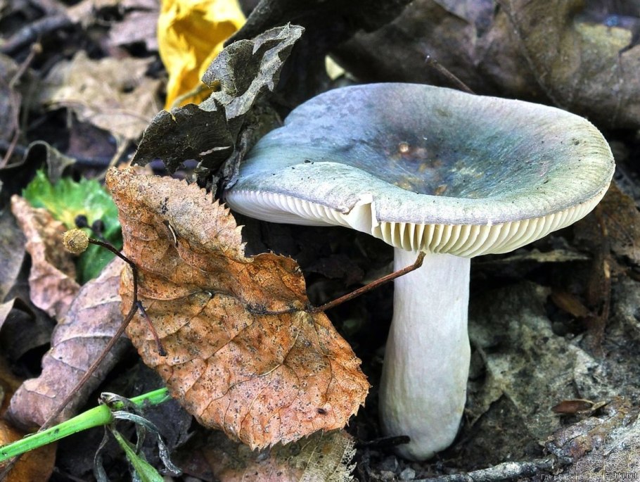 Сыроежка зелёная (Russula aeruginea).