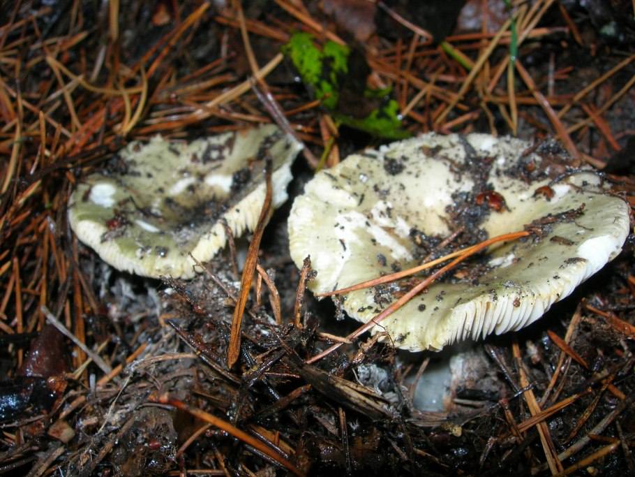 Сыроежка синяя