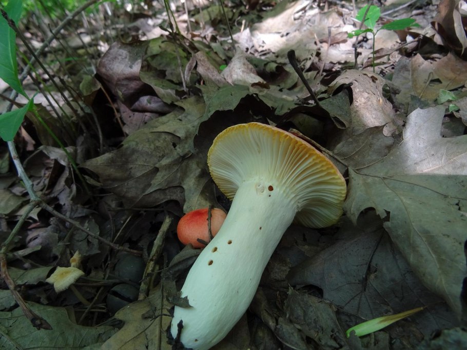 Сыроежка серая