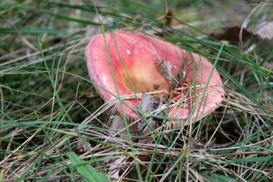 Сыроежки Сибирские