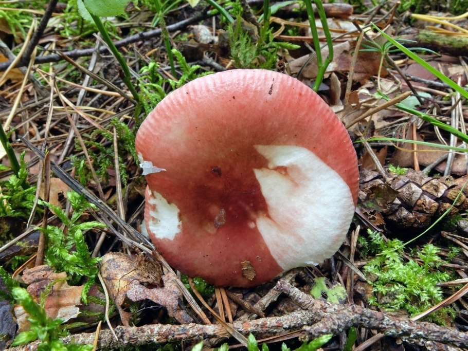 Сыроежка Чешуйчатая (Russula virescens)