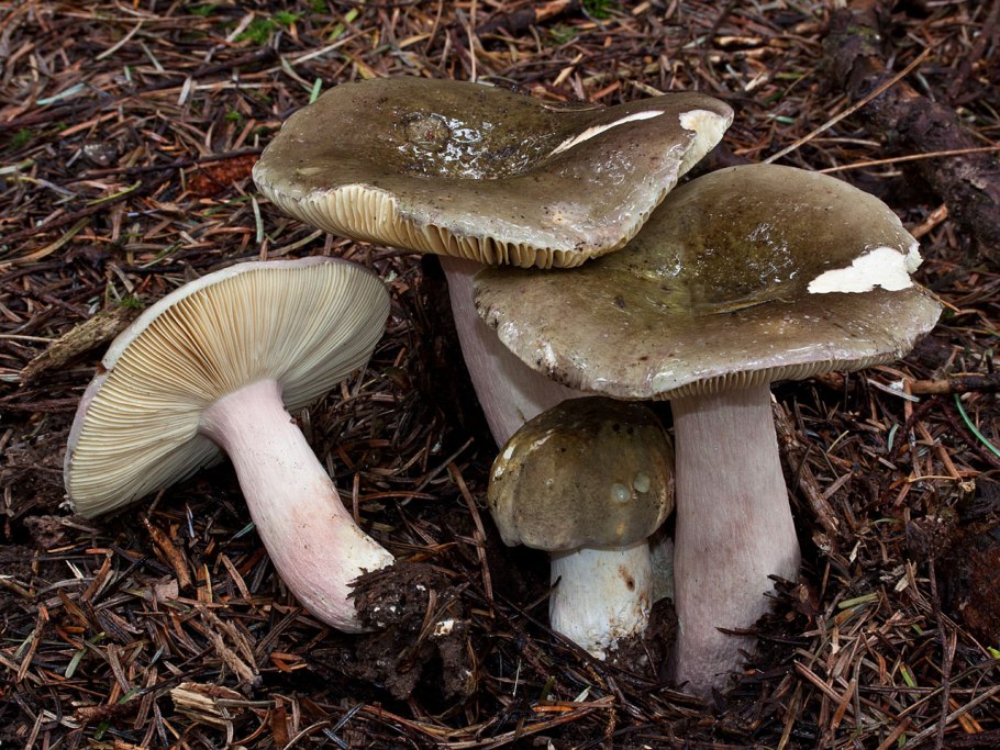 Russula exalbicans
