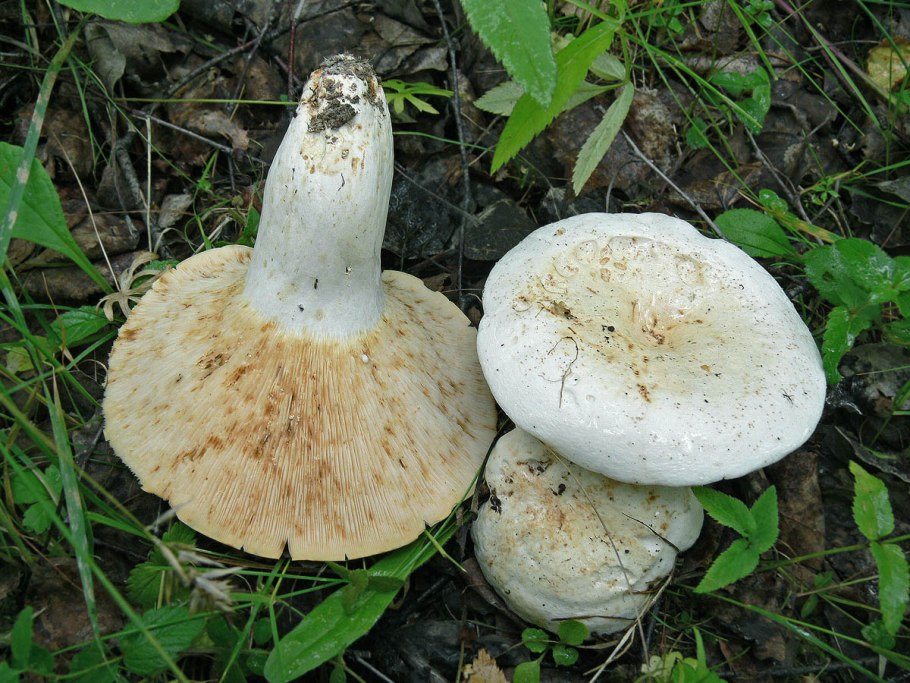 Груздь перечный (Lactarius piperatus)
