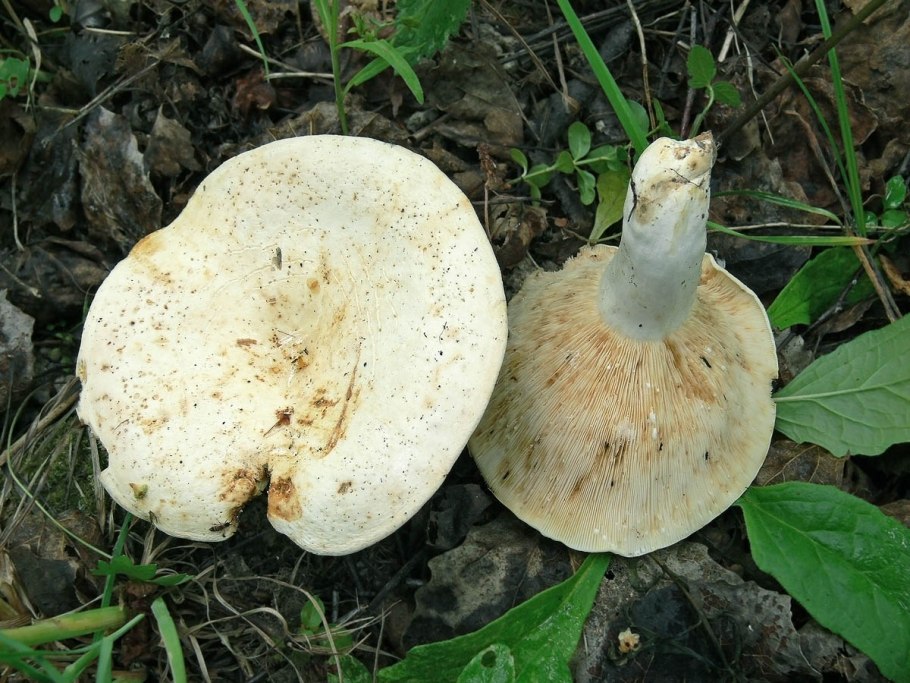 Lactarius aquizonatus