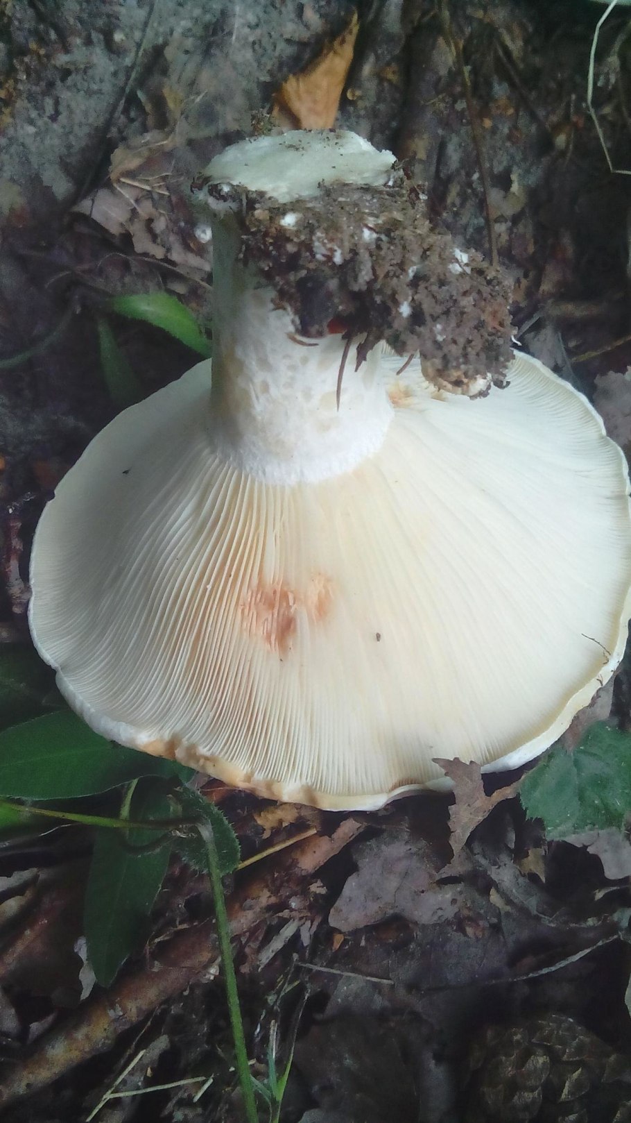 Крымский груздь-волнушка