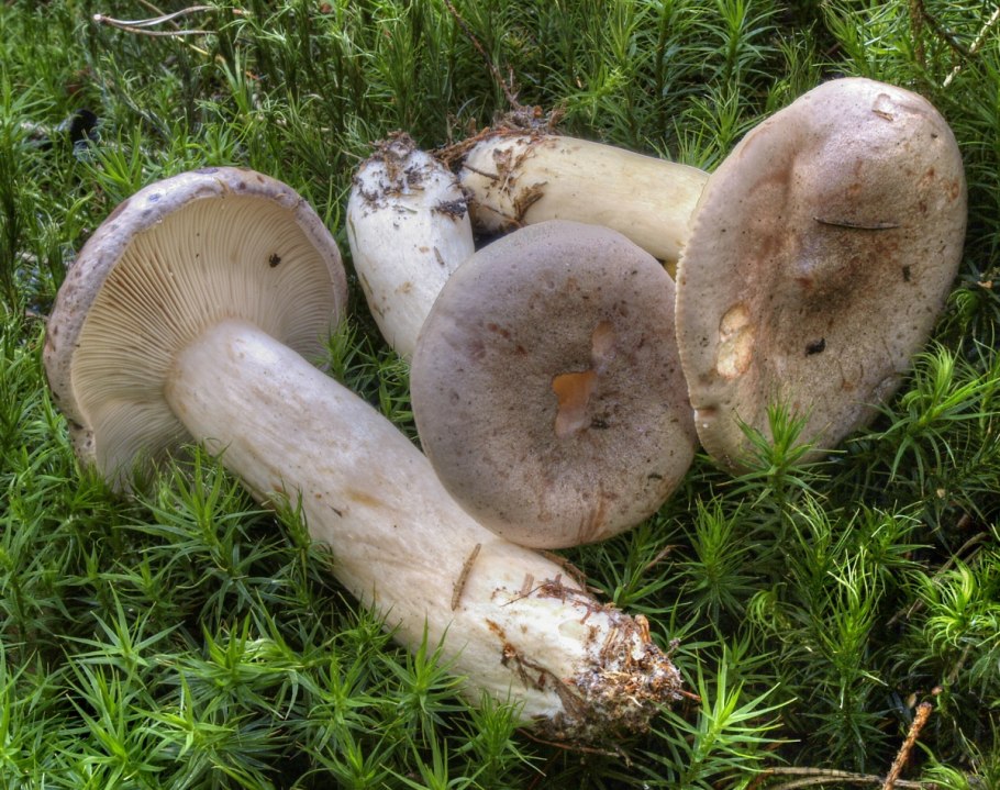 Груздь перечный (Lactarius piperatus)