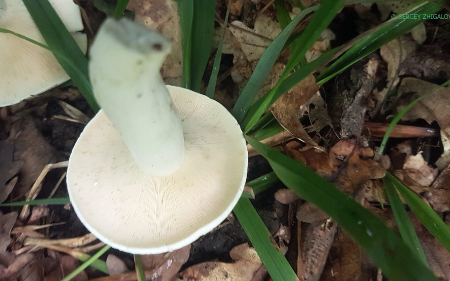 Груздь перечный (Lactarius piperatus)