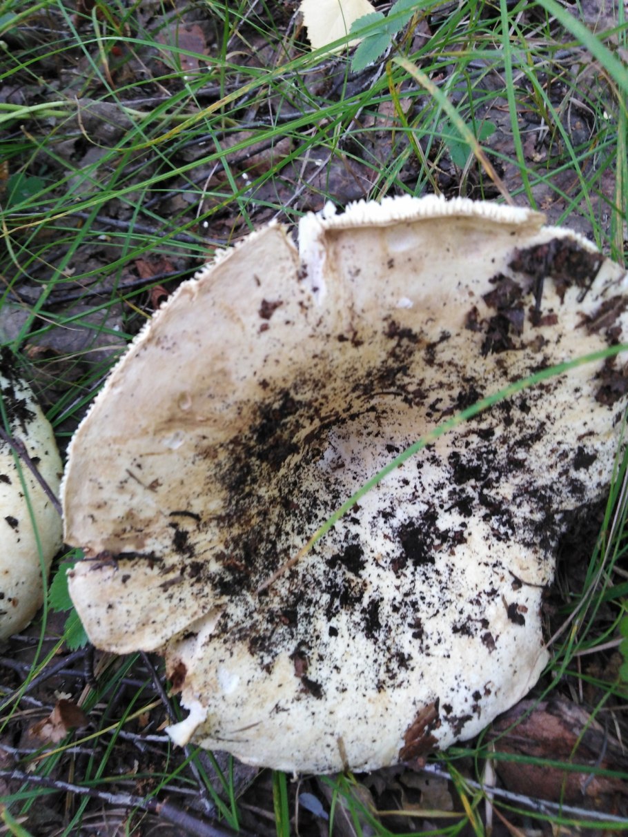 Груздь перечный (Lactárius piperátus)