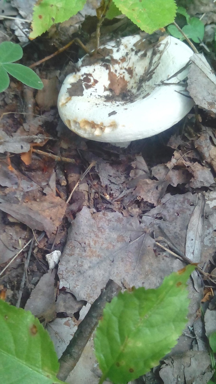 Правский груздь