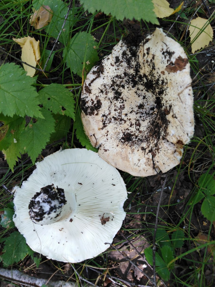 Перечный гриб Chalciporus piperatus