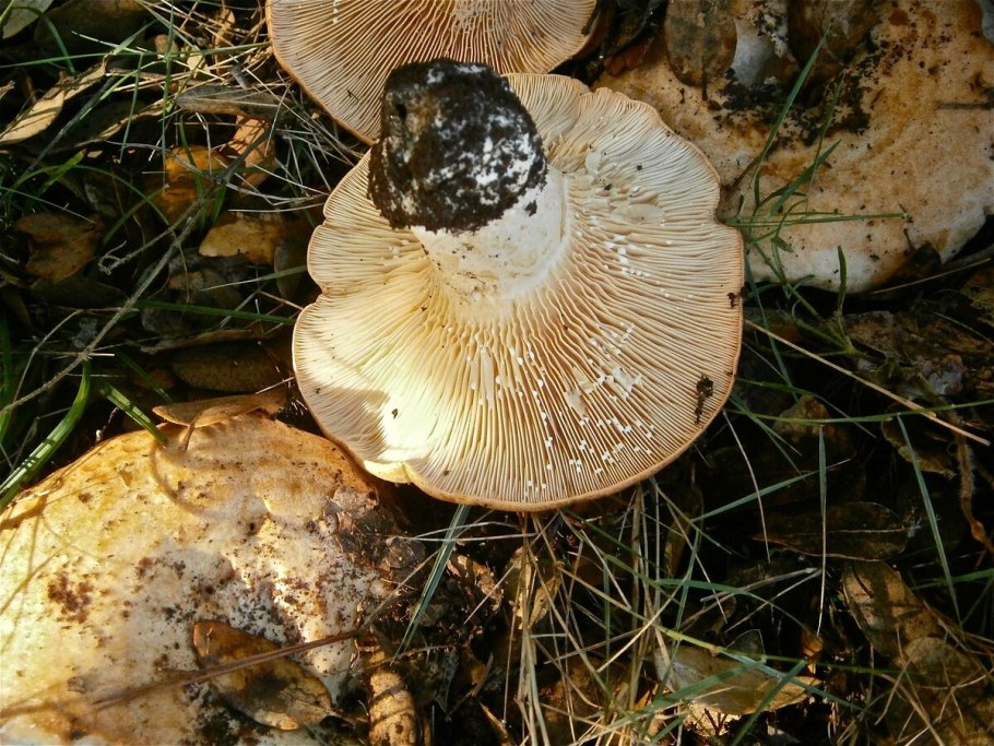 Груздь бахромистый lactarius citriolens