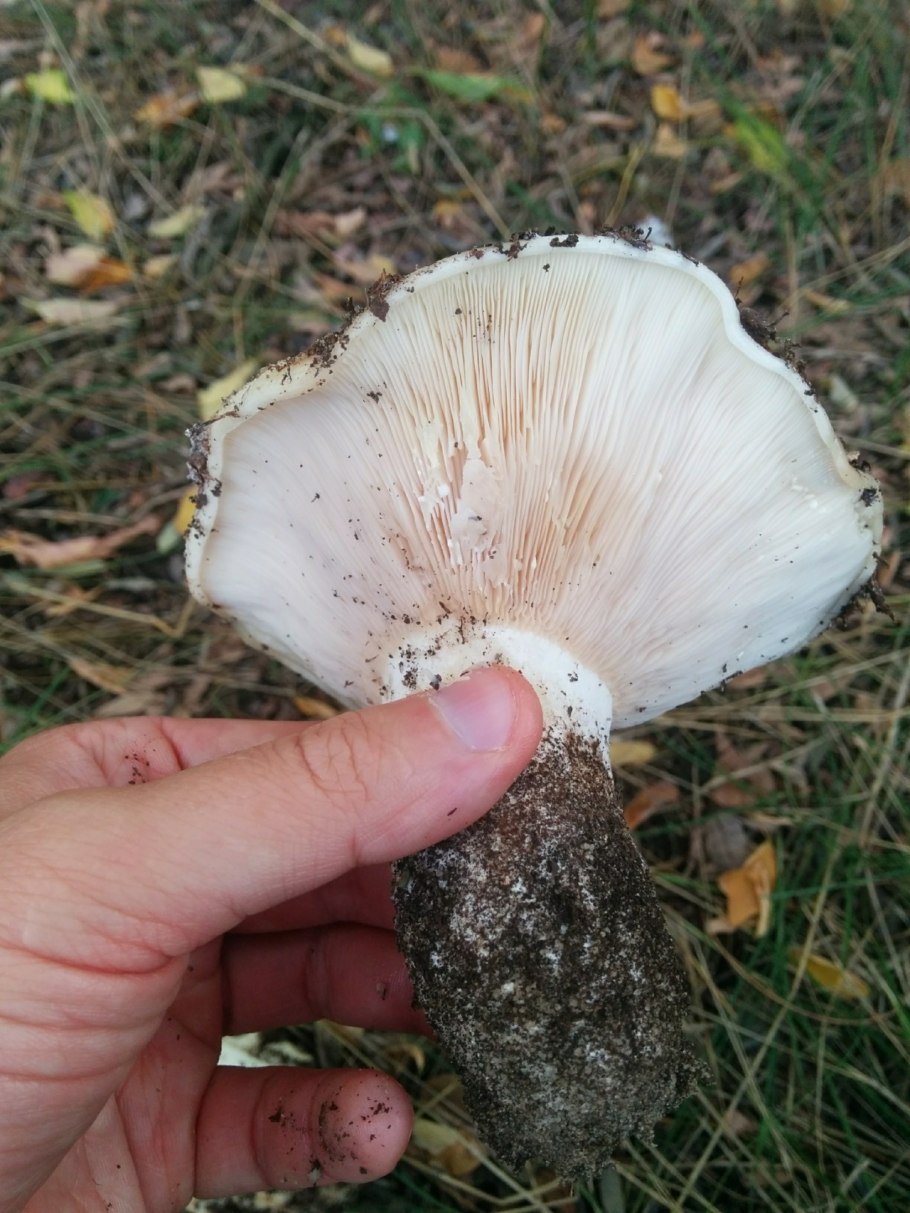 Груздь перечный (Lactárius piperátus)