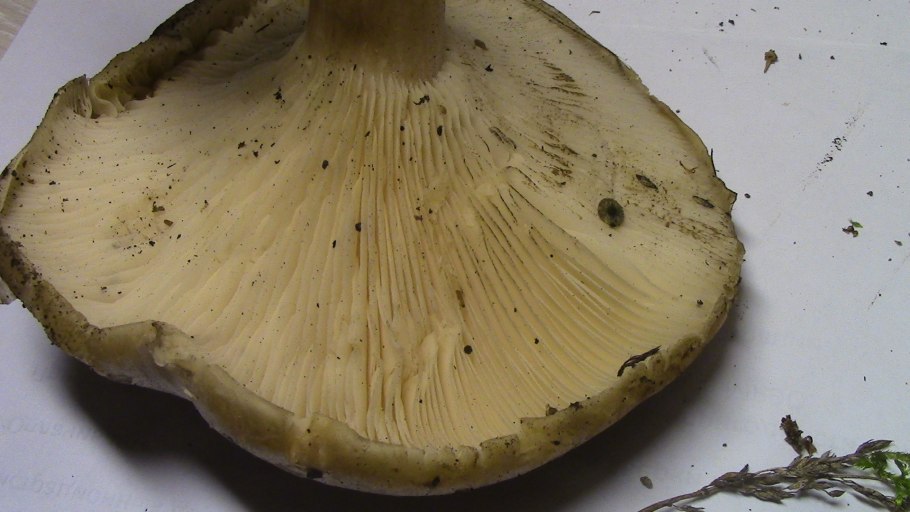 Груздь сизоватый