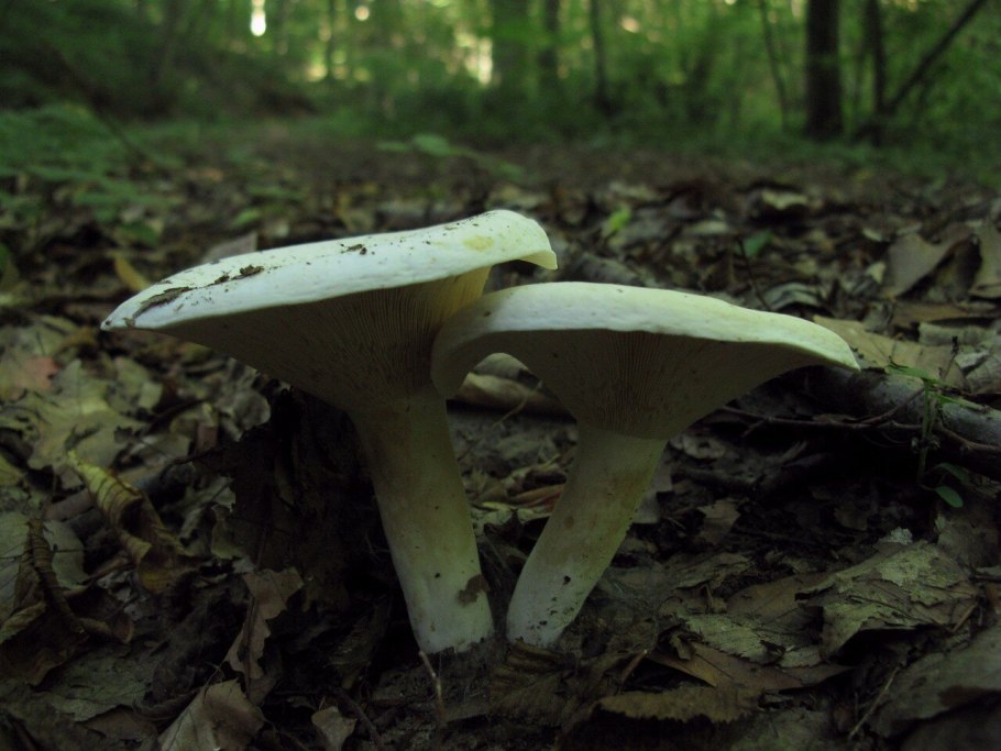 Перечный белый груздь