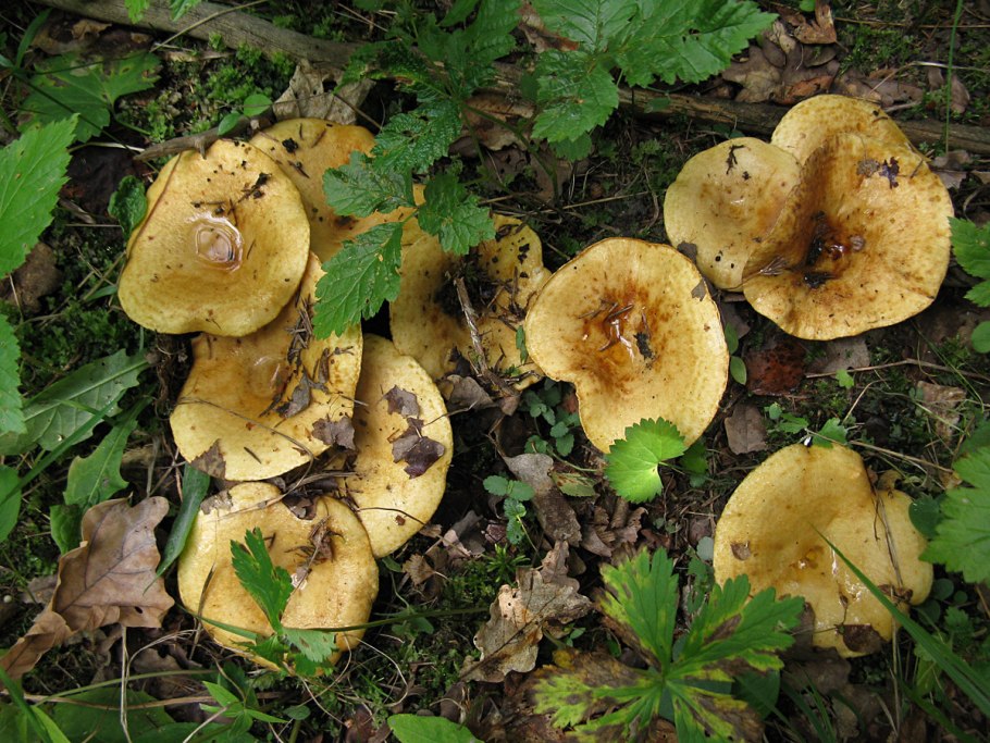 Lactarius romagnesii