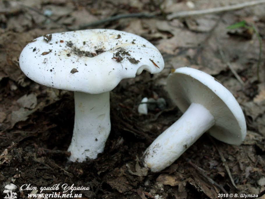 Груздь перечный (lactarius piperatus)