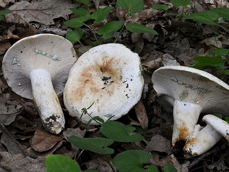 Груздь дубовый Lactarius zonarius