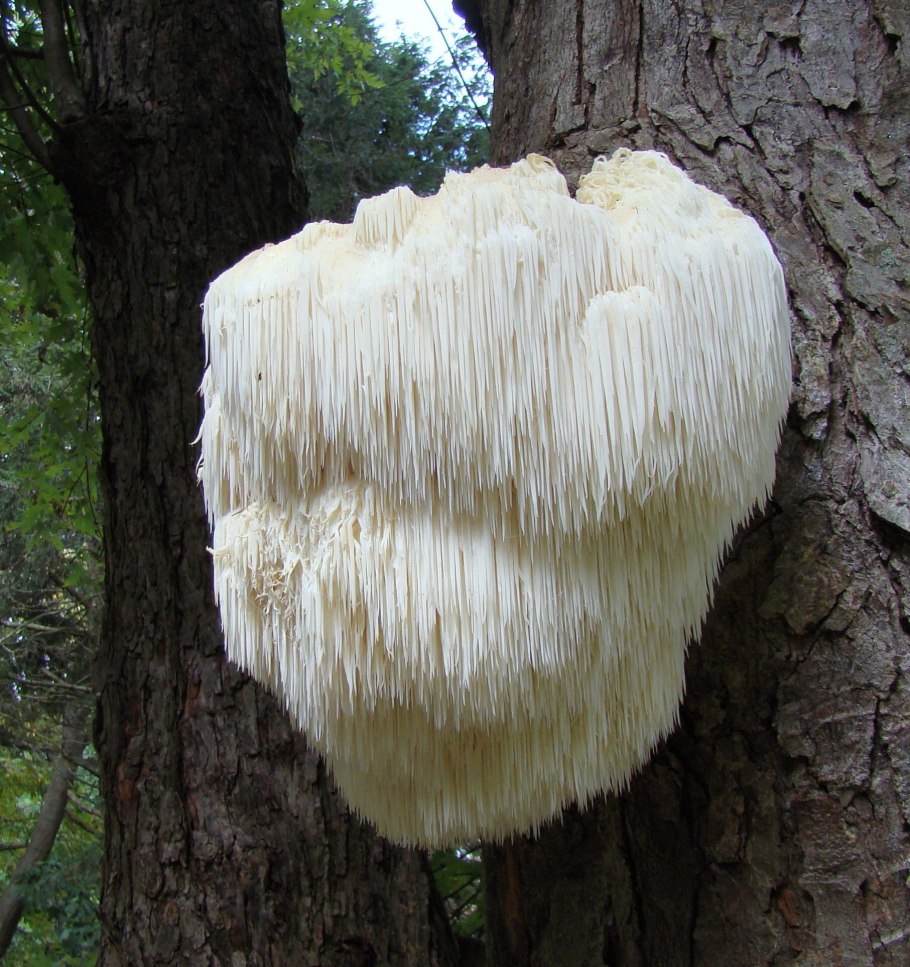 Ежовик Герициум