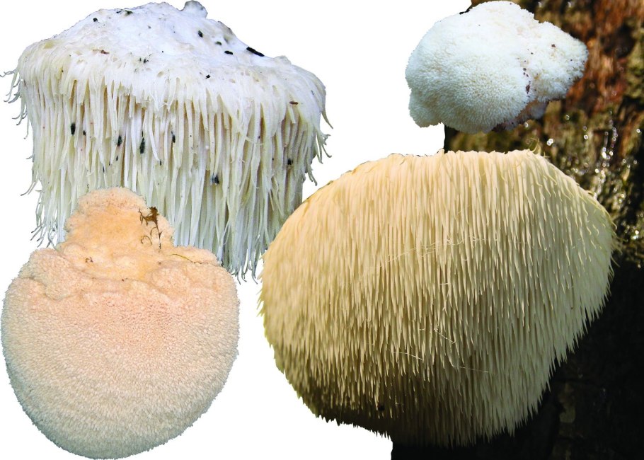 Герициум – ежевик гребенчатый