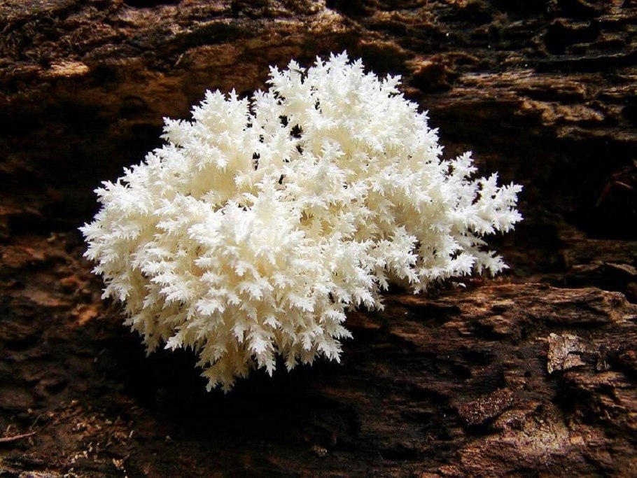 Ежовик коралловидный-гериций.