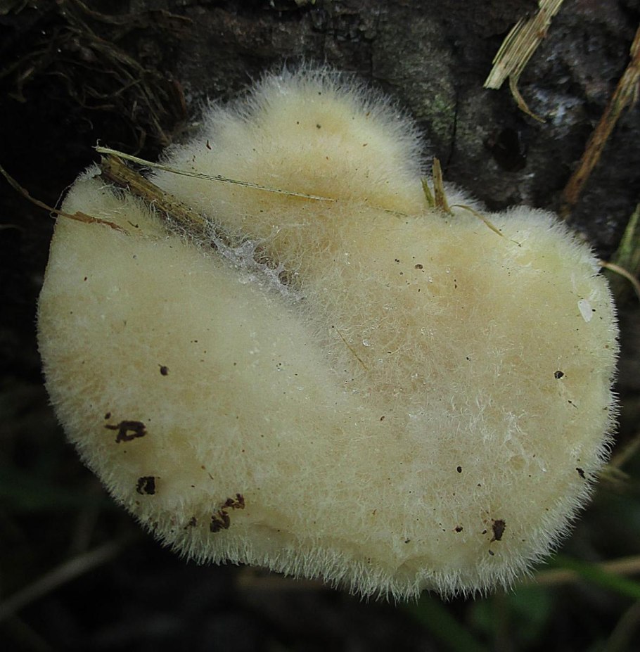 Пушистый гриб